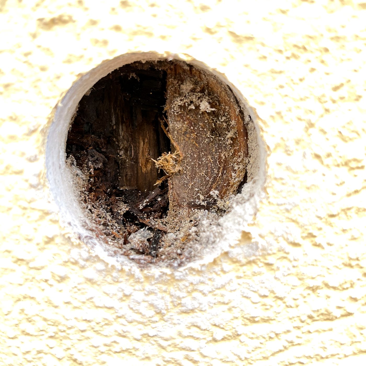 Discovery hole on stucco wall with rotted wood debris that fell out on contact