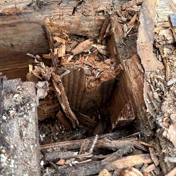 Coastal Florida wood rot / moisture damage / repair project photo